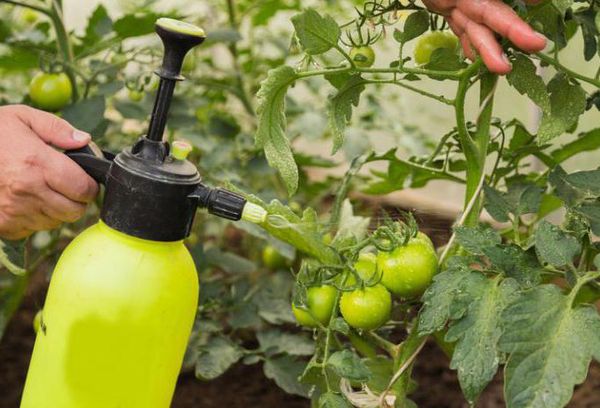 Как да третираме домати от късен блясък с Трихопол или Метронидазол