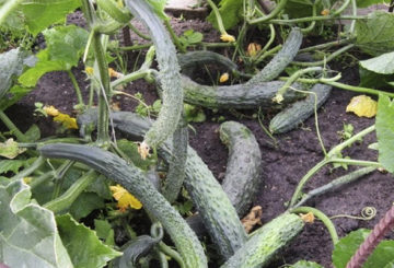 Crescente Cucumbers Emerald Stream