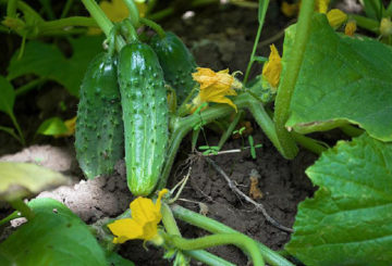 Variedades de pepino pepino parisiense