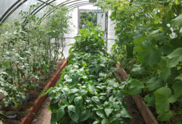 Gurkor, tomater och paprika i växthuset