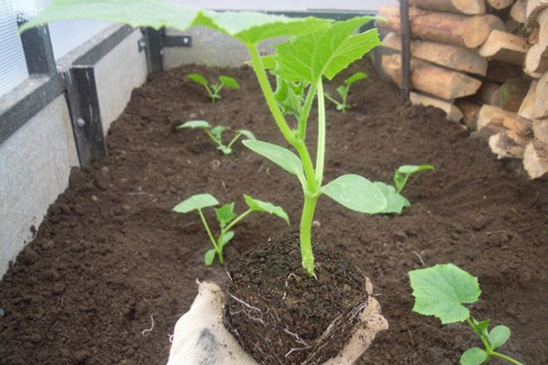 Plantera gurkor i växthuset