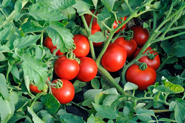 Tomaten Katya F1