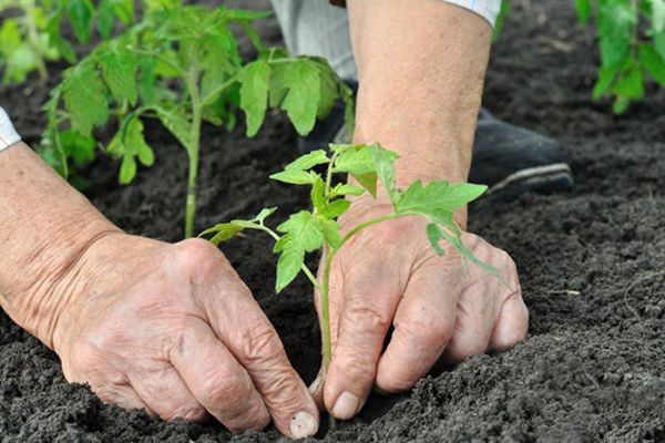 Plantando tomates em terreno aberto