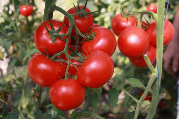 Tomates mûres