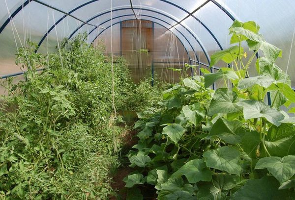 Odling av grönsaker i ett växthus