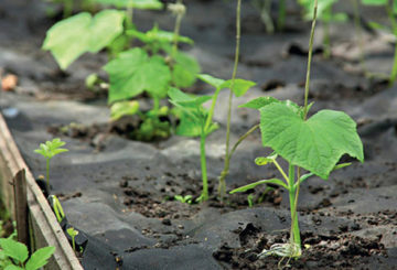 Concombres dans un jardin chaleureux