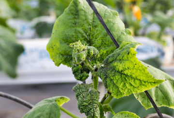 Cambuk timun rosak oleh aphids