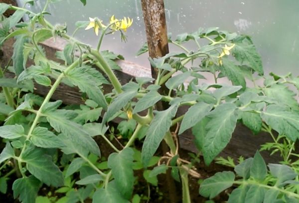 Tomates en invernadero