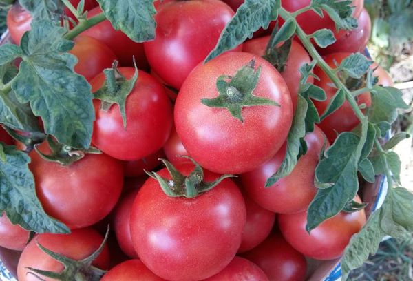 Tomates rosados