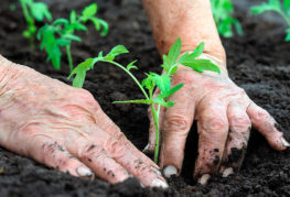Planting tomato seedlings
