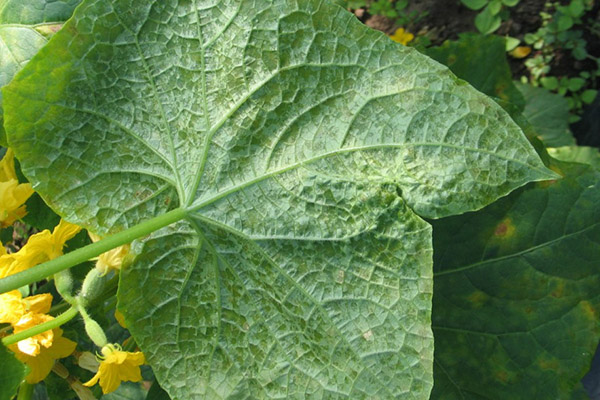 Пероноспороза (манилеста мана) върху лист краставица