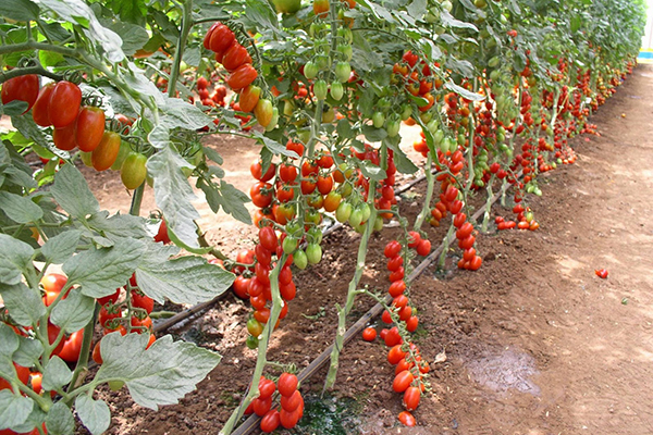 Неопределени домати