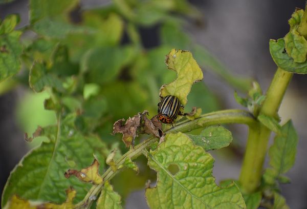 Skalbaggar äter löv