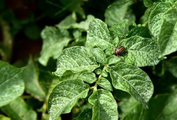 Besouro listrado em folhas de tomate