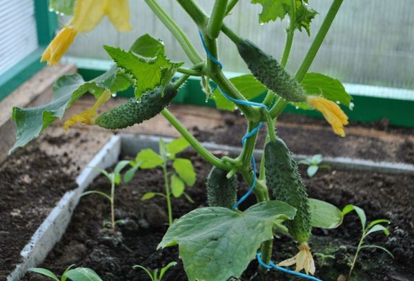 Отглеждане на краставици в оранжерия