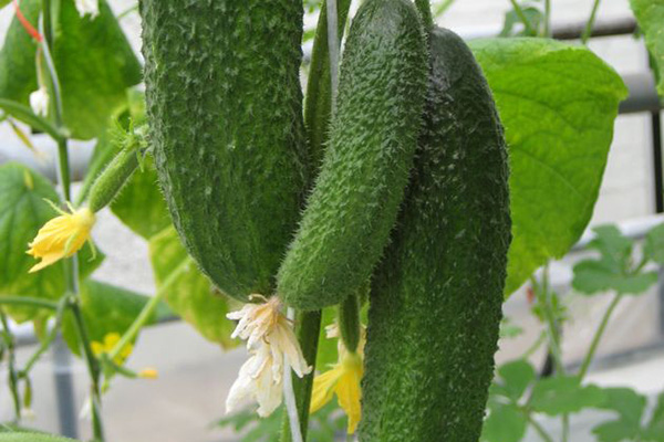 Pepino Frutas Harmonist F1