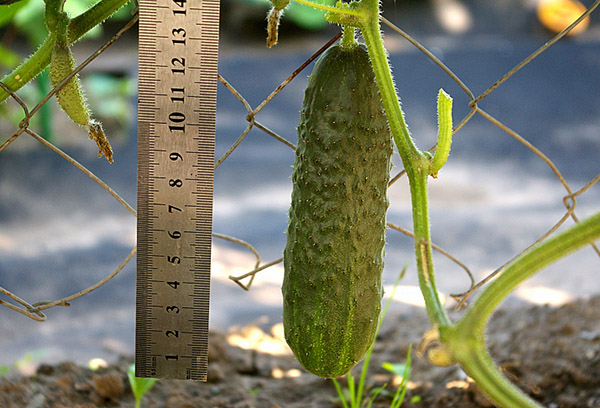 Измерване на дължината на плод от краставица