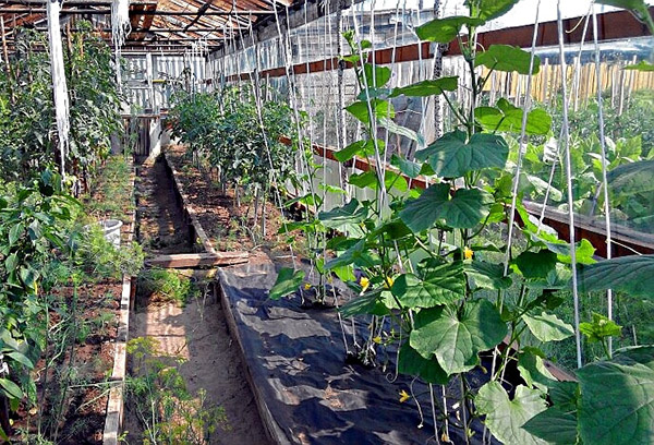 Växande gurkor i ett växthus
