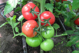 Tomates maduros Relleno blanco