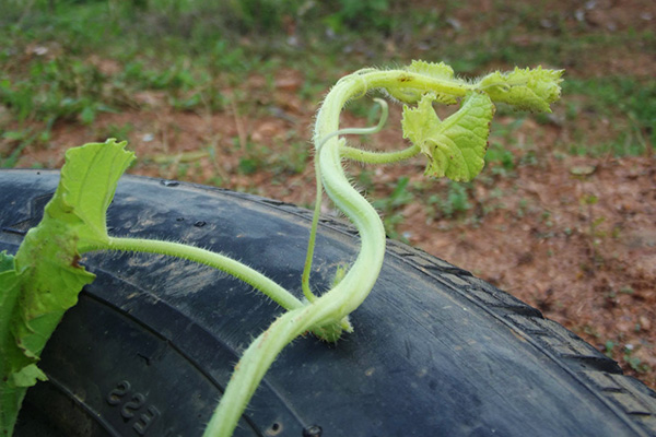 Отглеждане на краставица в автомобилна гума