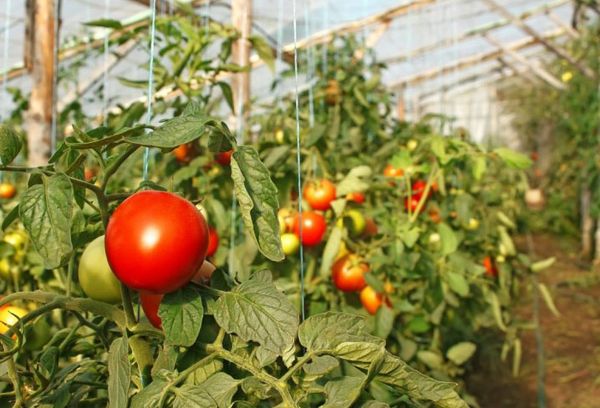 Отглеждане на домати в оранжерия