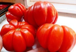 Gran variedad de tomate
