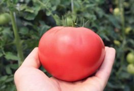 Rozā tomāts