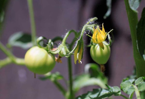 Tomates jovens