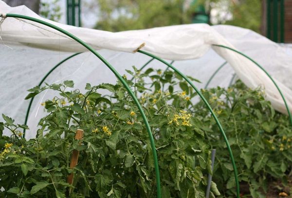 Tomaten kweken in een kas