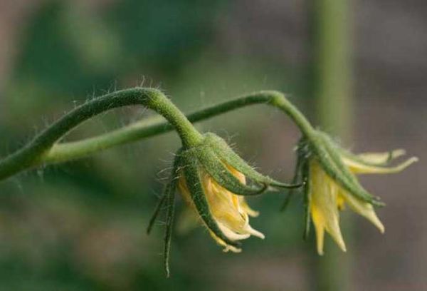 Flores de tomate