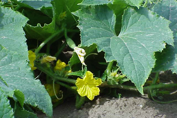 Pepino em flor