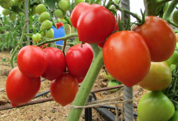 طماطم متنوعة Budenovka