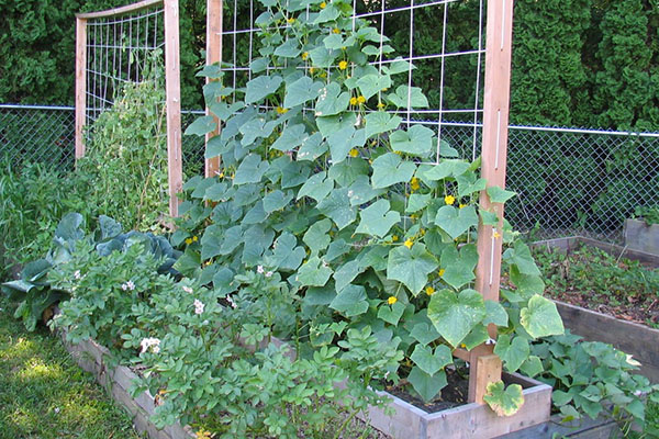 Augantys agurkai ant trellises