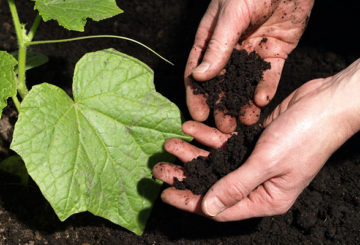 Отглеждане на краставици на черна почва