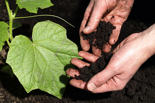 Отглеждане на краставици на черна почва