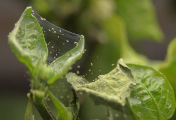 Sinais de infestação de ácaros