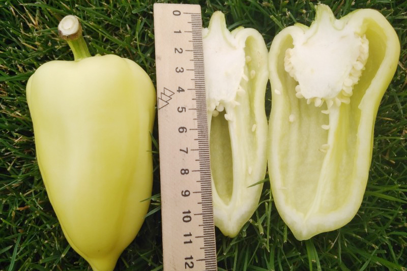 Cutaway Belozerka Pepper Fruit