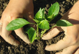 Djup plantering peppar