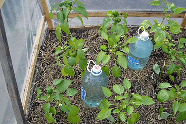 Vatten för att vattna paprika i ett växthus
