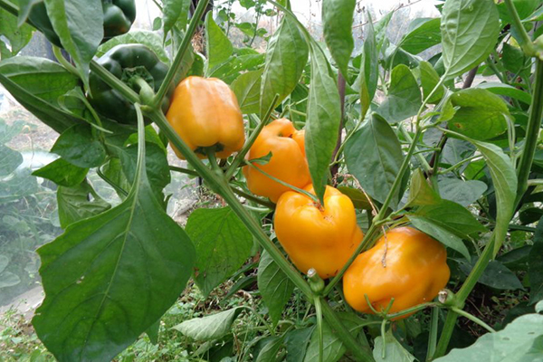 Growing Pepper Orange Miracle