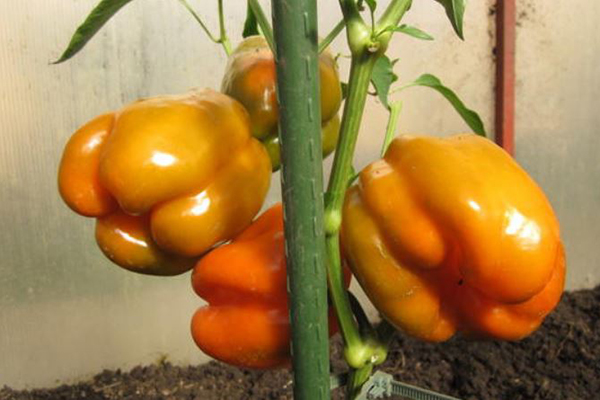 Peppar orange mirakel i växthuset