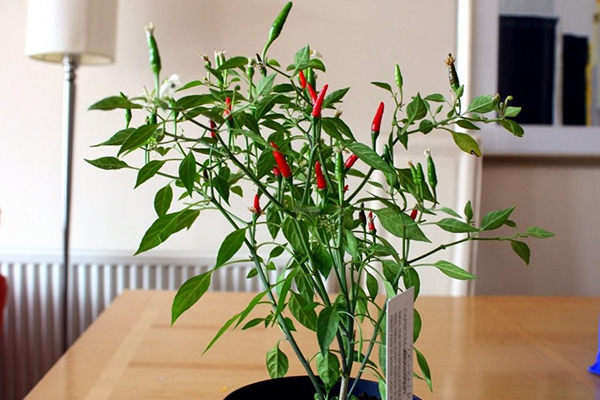 Cultivo de pimenta no quarto