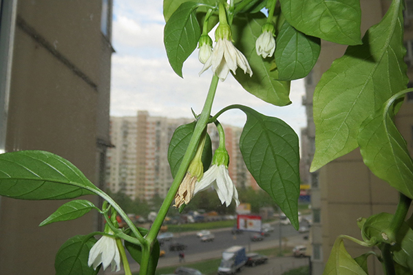 Virágzó chili paprika az ablakpárkányon