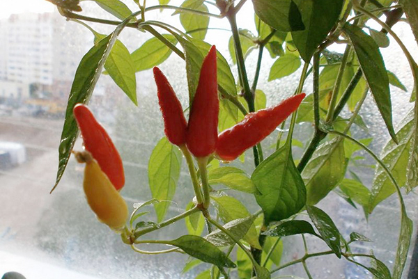 Condensation de piment sur le rebord de la fenêtre