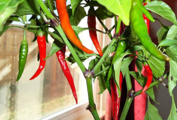 Chiles en el alféizar de la ventana