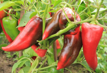 Paprika érési oxis fül