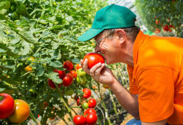 Ahli Agronomi dengan tomato