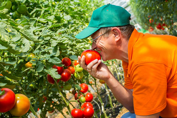 Agronomist with tomatoes