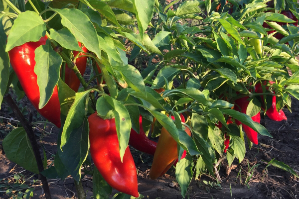 Una cama con pimientos Atlant