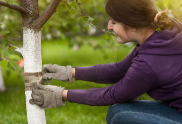 Mujer haciendo un cinturón de trampa para cerezas